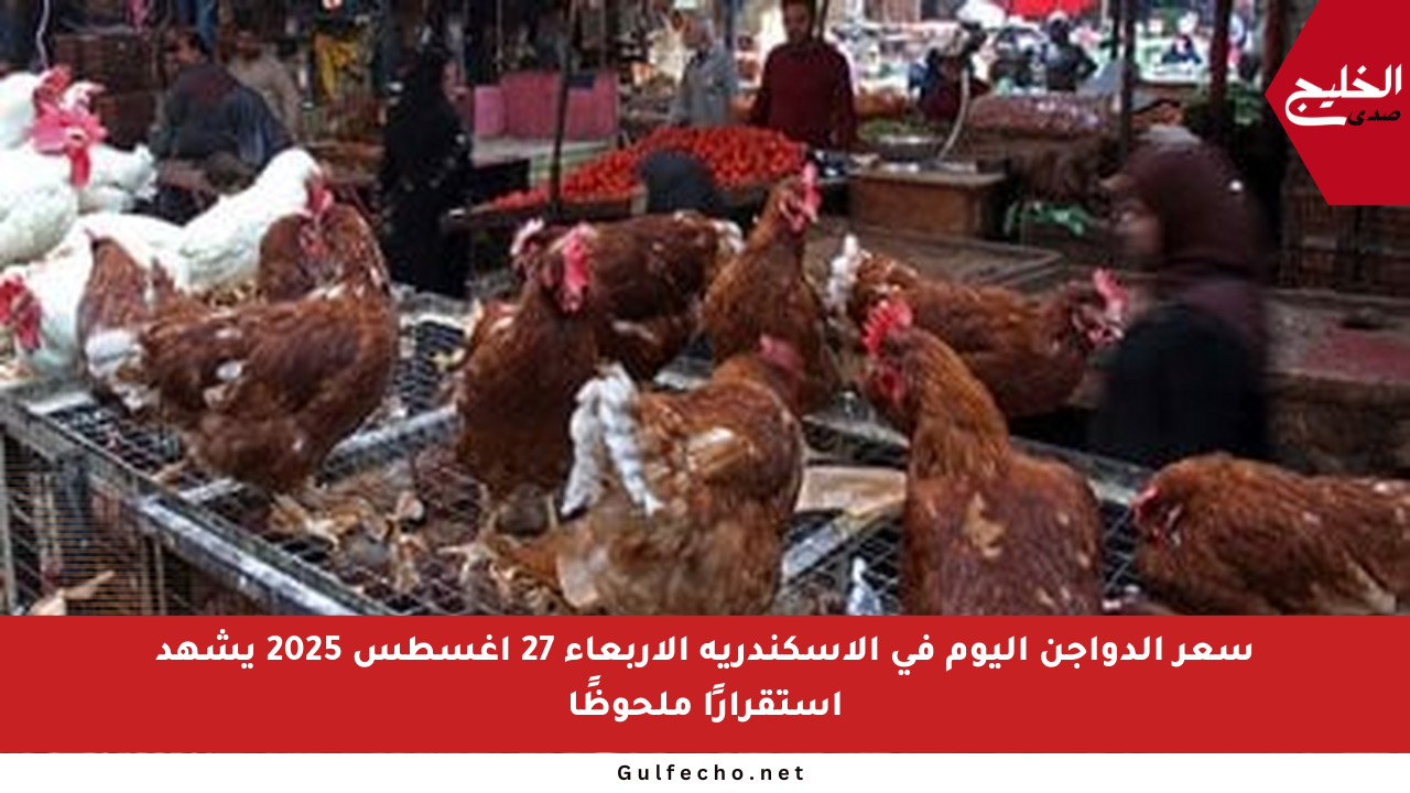 سعر الدواجن اليوم في الإسكندرية الأربعاء 27 أغسطس 2025 يشهد استقرارًا ملحوظًا